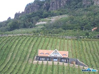 Borászat: Badacsony